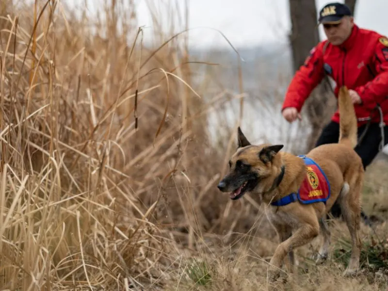 Hassas Burunlu Kadavra Köpekleri