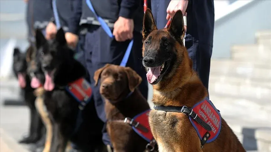 Dedektör Köpekler Operasyonlarda Jandarmaya Güç Katıyor