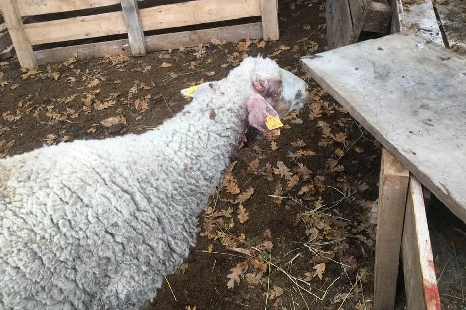 Bilecik Pazaryeri’nde çiftçiyi üzen olay!
