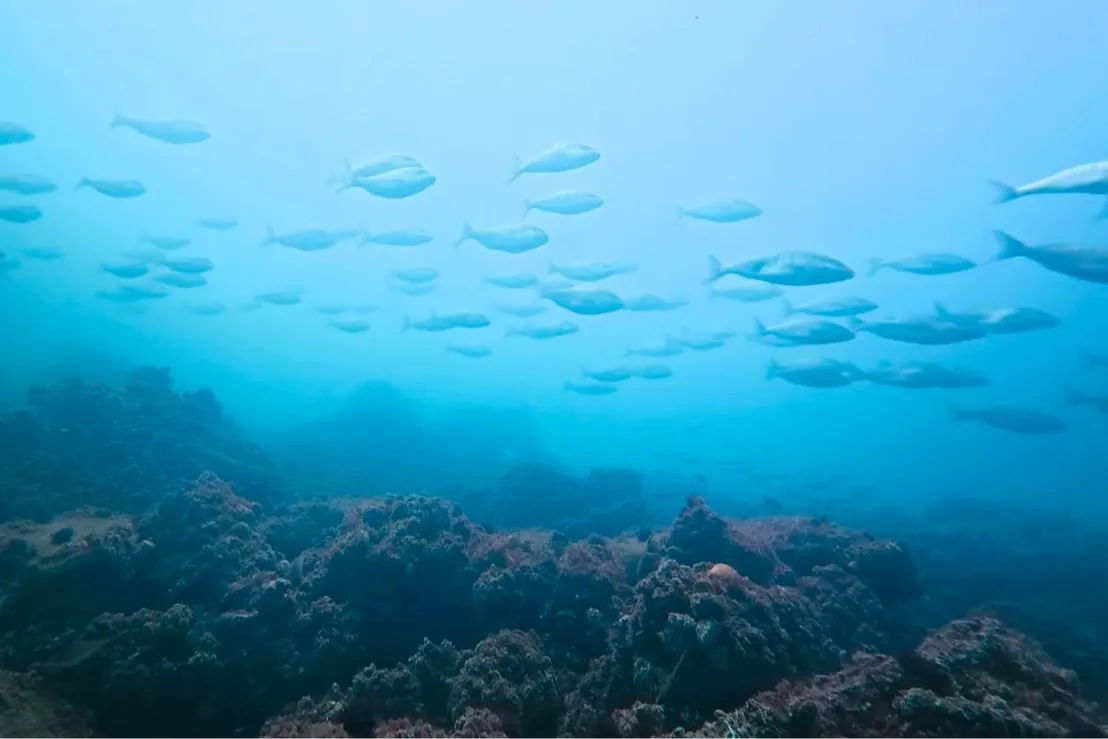 İzmit Körfezi’nde muhteşem değişim... Körfez yeniden can buldu
