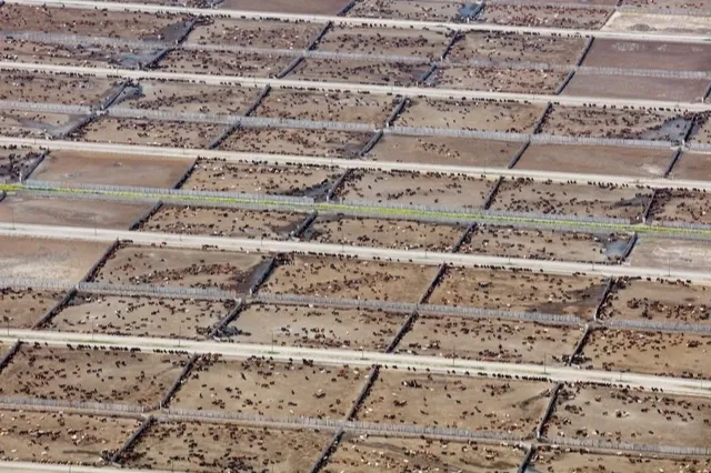 Endüstriyel hayvancılık küresel iklim hedeflerini tehdit ediyor