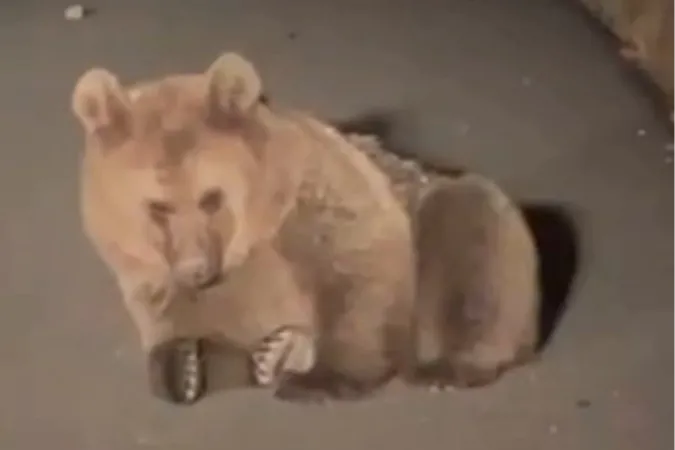 Yaralı bozayı Kars